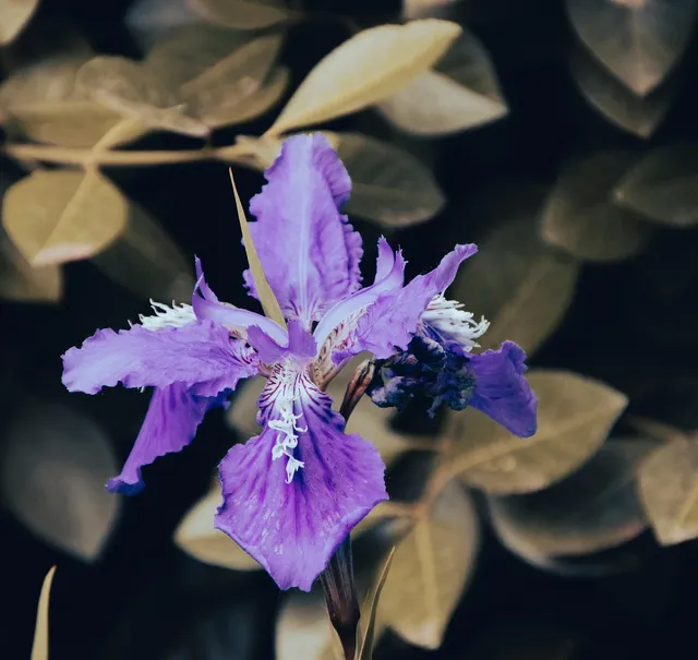  Iris Piras 